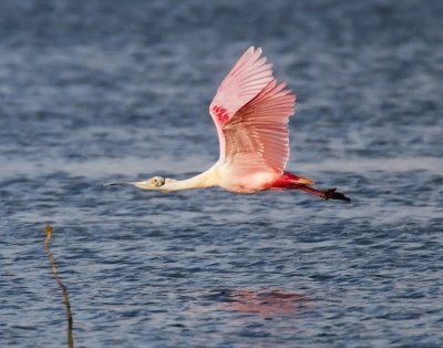 Roseate Spoonbill