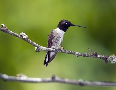 Black-chinned Humminbird (male)