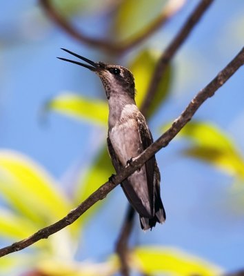 Black-chinned Humminbird (female)