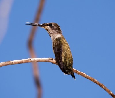 Black-chinned Humminbird (female)