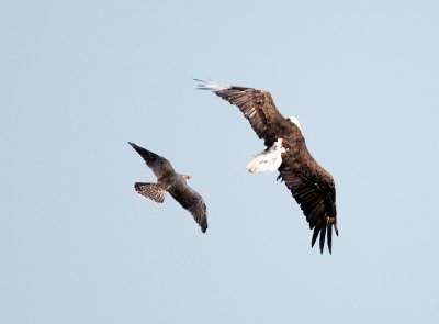 Eagle & Falcon clashing in plain air
