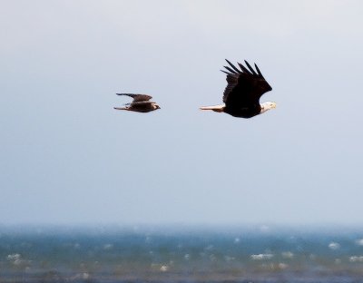 Eagle & Falcon clashing in plain air