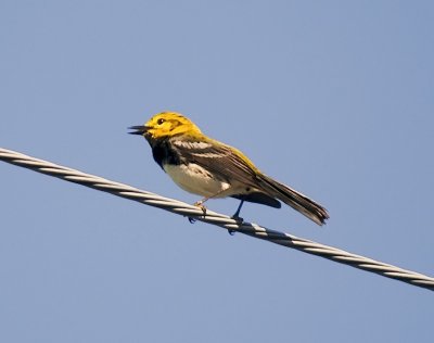 Black-Throated Green Warbler