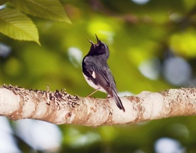 Black-throated Blue Warbler