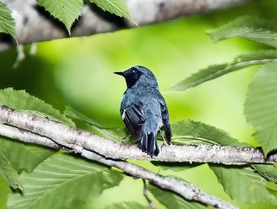 Black-throated Blue Warbler