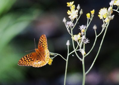 Variegated Fritillary