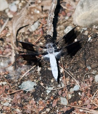 Common Whitetail Dragonfly  (male)