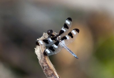 Zebra Dragonfly