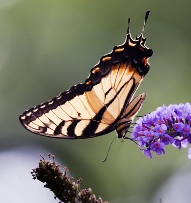 Tiger Swallowtail Butterfly