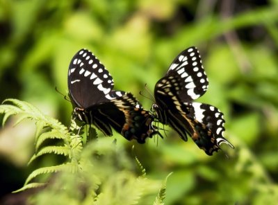Palamedes Swallowtail Butterflies