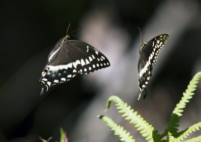 Palamedes Swallowtail Butterflies