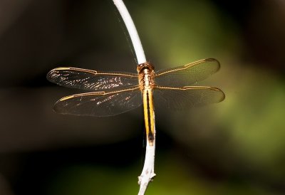 Golden Dragonfly
