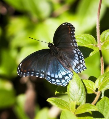 Red Spotted﻿ Purple Butterfly﻿
