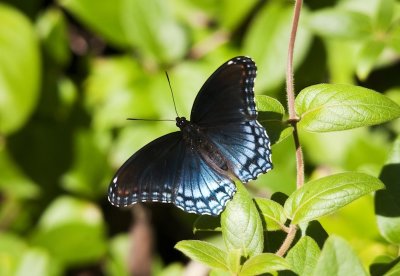 Red Spotted﻿ Purple Butterfly﻿