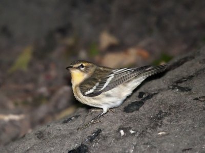 Blackburnian (female)