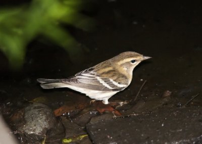 Blackburnian (female)