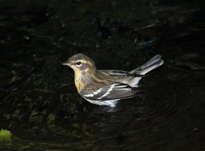 Blackburnian (female)