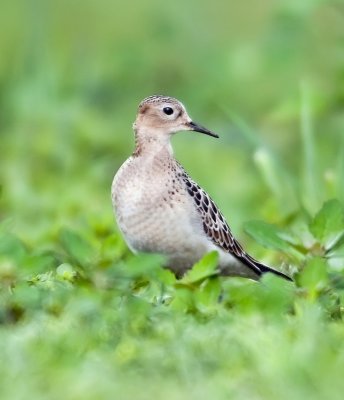 Buff-breasted Sandpiper (juvenile-plumaged)