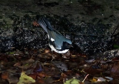 Black-throated Blue Warbler