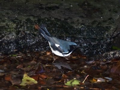 Black-throated Blue Warbler