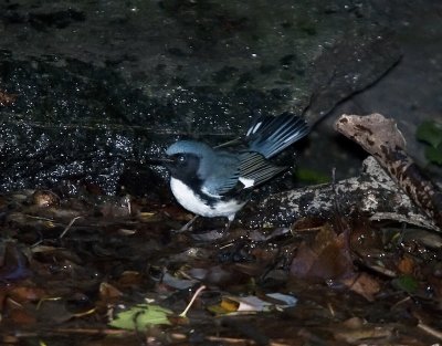 Black-throated Blue Warbler