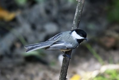 Black-capped Chickadee