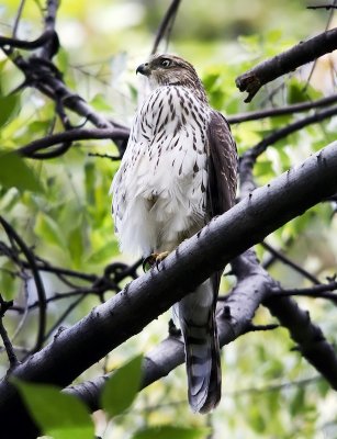 Cooper Hawk