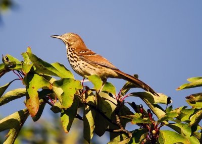 Brown Thrasher