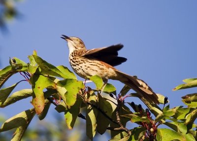 Brown Thrasher