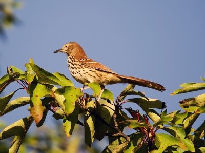 Brown Thrasher