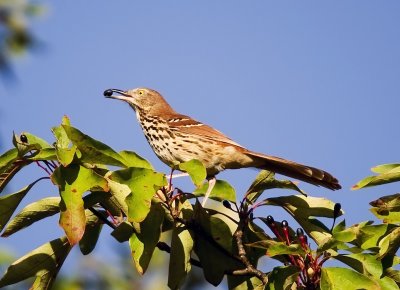 Brown Thrasher