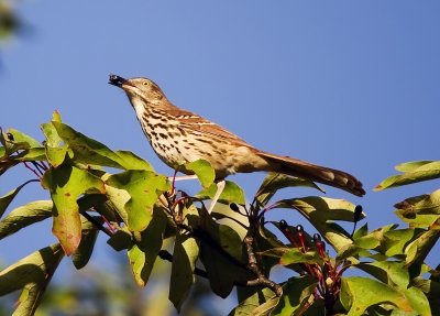 Brown Thrasher