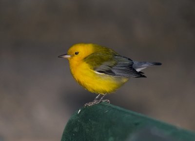 Prothonotary Warbler