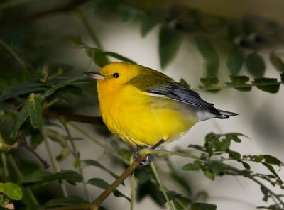 Prothonotary Warbler