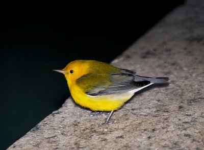 Prothonotary Warbler