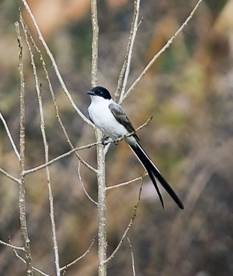 Fork-Tailed Flycatcher
