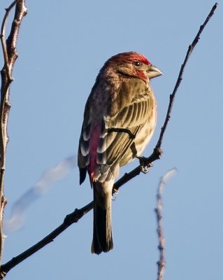 House Finch