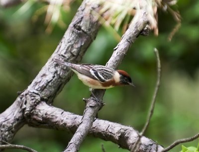 Bay-breasted Warbler