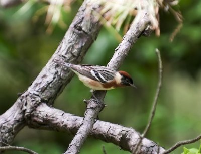 Bay-breasted Warblers