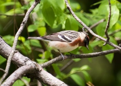 Bay-breasted Warbler