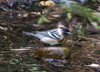 Bay-breasted Warbler
