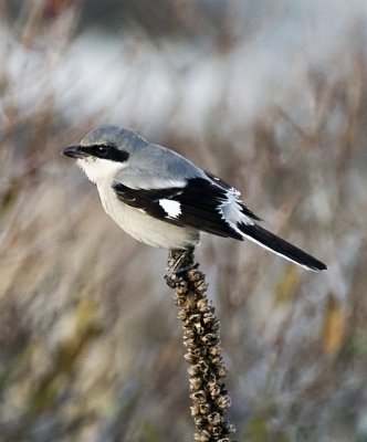 Loggerhead Shrike