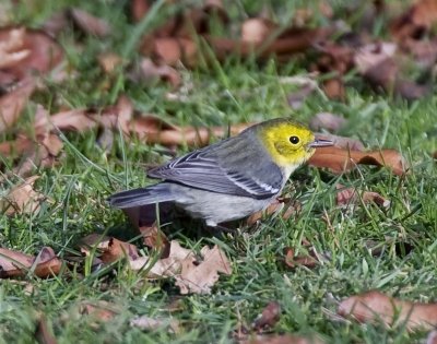 Hermit Warbler
