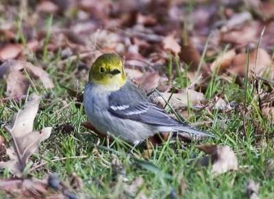 Hermit Warbler