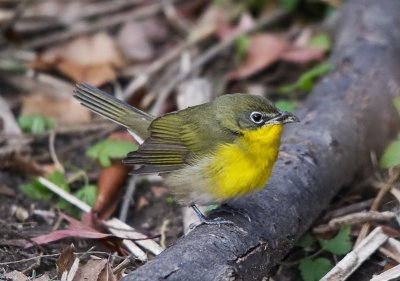 Yellow-breasted Chat