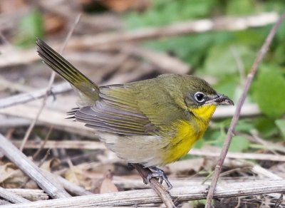 Yellow-breasted Chat