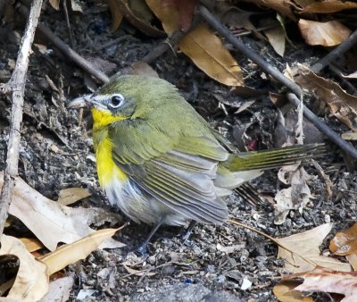 Yellow-breasted Chat