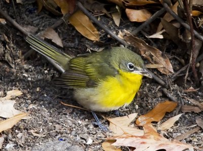 Yellow-breasted Chat