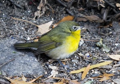 Yellow-breasted Chat