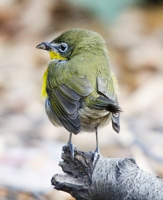 Yellow-breasted Chat